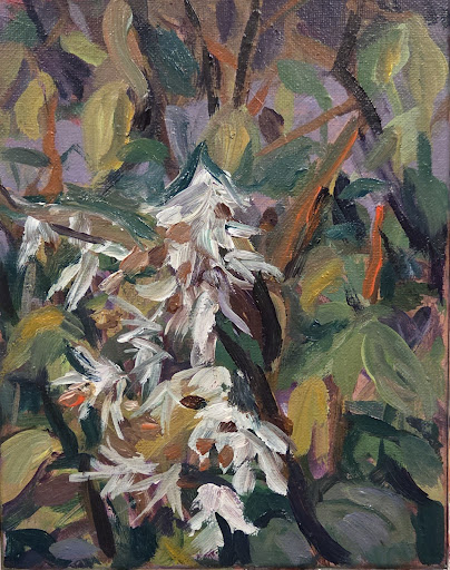 Milkweed gone to seed